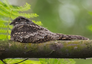 Эргүүбор (Лагс эргүүбор)